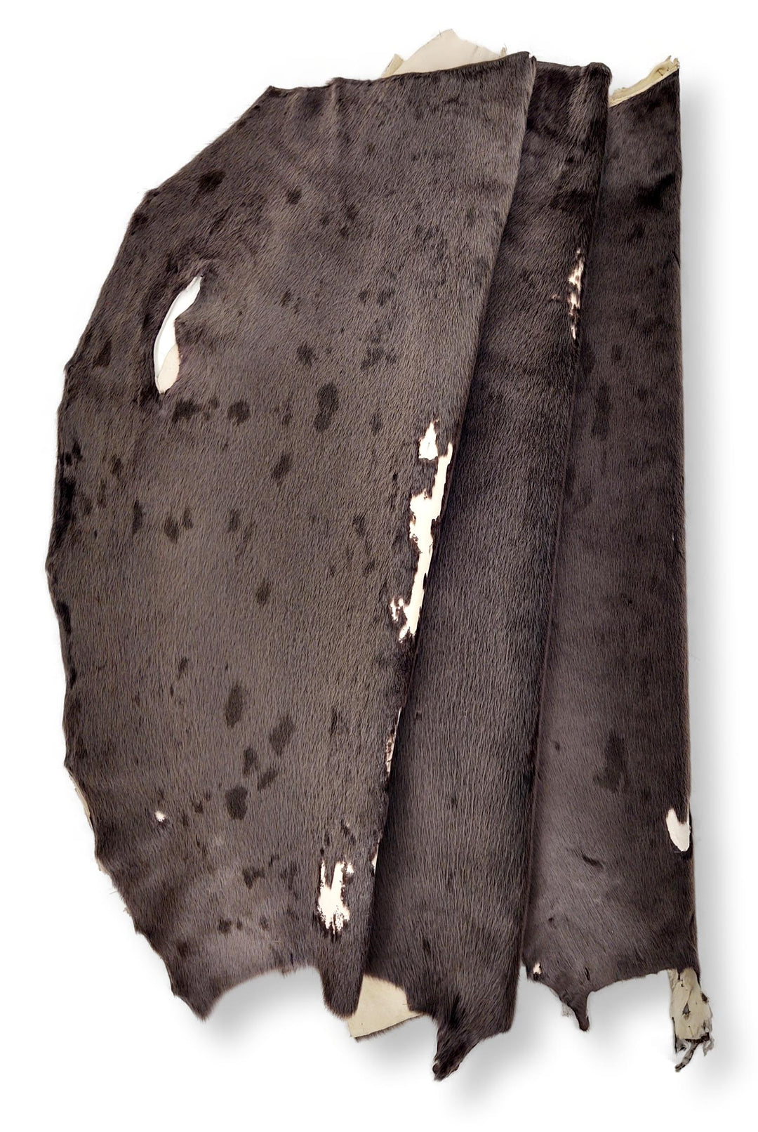Harp Seal Cacao - Klädd pälsskinn - Päls
